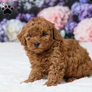 Tony, Miniature Poodle Puppy